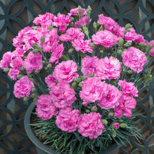 Load image into Gallery viewer, DIANTHUS MAGNIFI-SCENT CANDY FLOSS MAUVE 14CM
