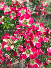 Load image into Gallery viewer, LEPTOSPERMUM OUTRAGEOUS 3.5L
