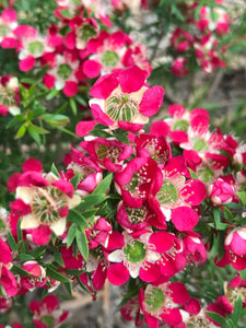 LEPTOSPERMUM OUTRAGEOUS 6.0L