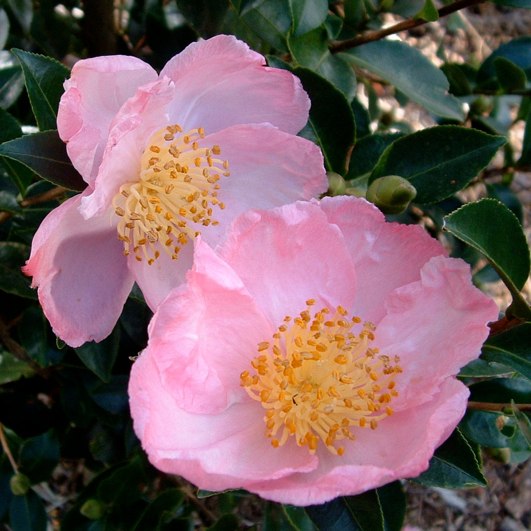 CAMELLIA SASANQUA PLANTATION PINK 4.0L