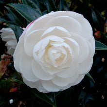 Load image into Gallery viewer, CAMELLIA SASANQUA EARLY PEARLY 3.5L
