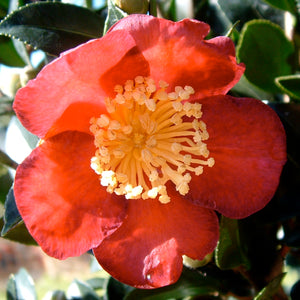 CAMELLIA SASANQUA YULETIDE 4.0L