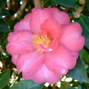 CAMELLIA SASANQUA HIRYU 4.0L