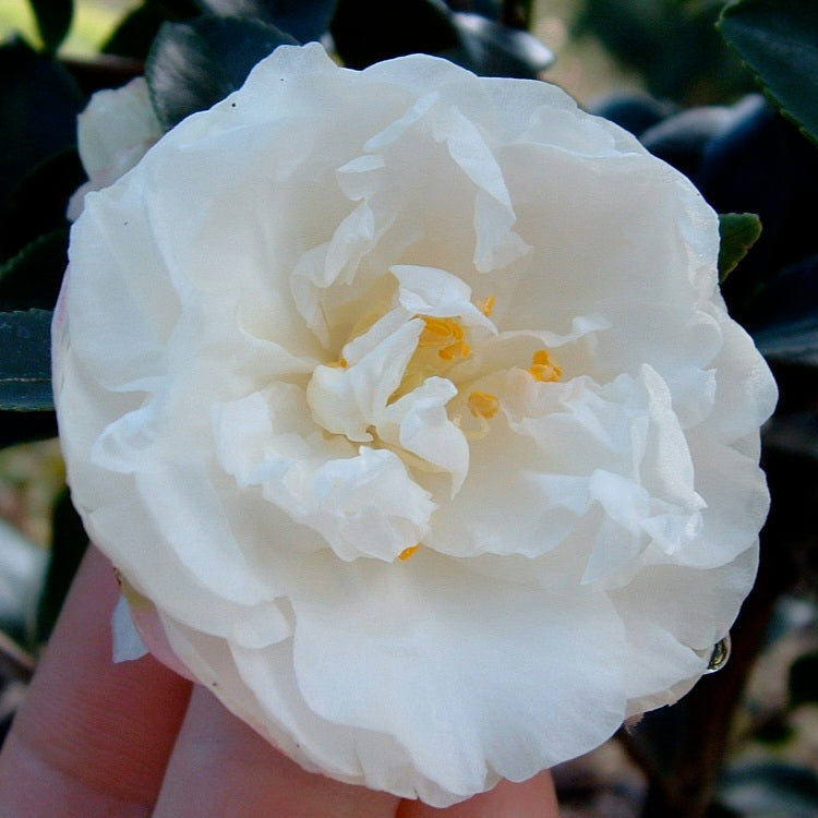 CAMELLIA SASANQUA SILVER DOLLAR 4.0L