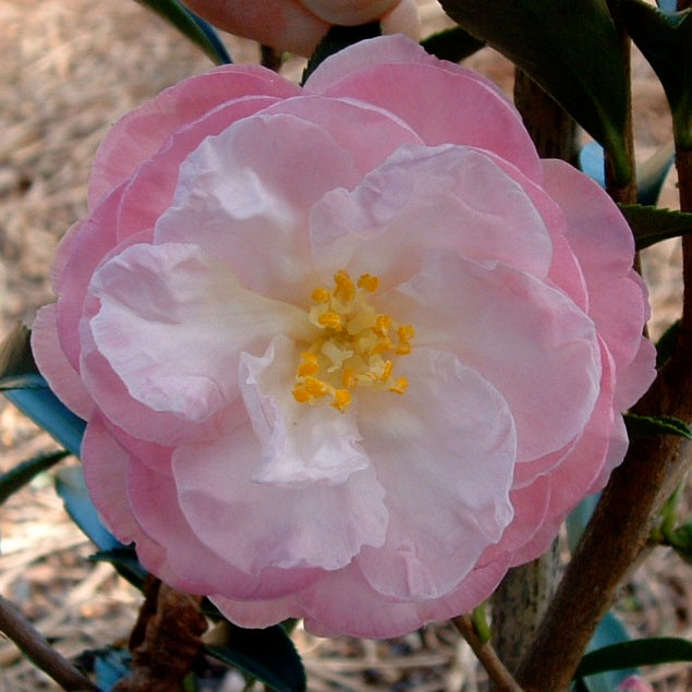 CAMELLIA SASANQUA PARADISE BLUSH 4.0L