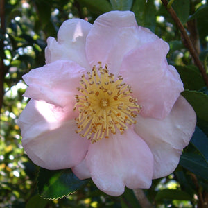 CAMELLIA SASANQUA EXQUISITE 4.0L