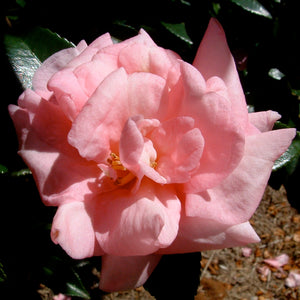 CAMELLIA SASANQUA JENNIFER SUSAN 4.0L