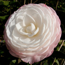 Load image into Gallery viewer, CAMELLIA JAPONICA DESIRE 4.0L
