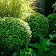 Load image into Gallery viewer, PITTOSPORUM SHRUB GOLFBALL GREEN 2.4L
