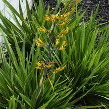 Load image into Gallery viewer, PHORMIUM COOKIANUM WHARARIKI 1.0L
