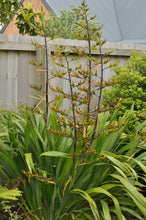 Load image into Gallery viewer, PHORMIUM COOKIANUM WHARARIKI 1.0L
