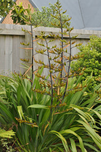 PHORMIUM COOKIANUM WHARARIKI 1.0L