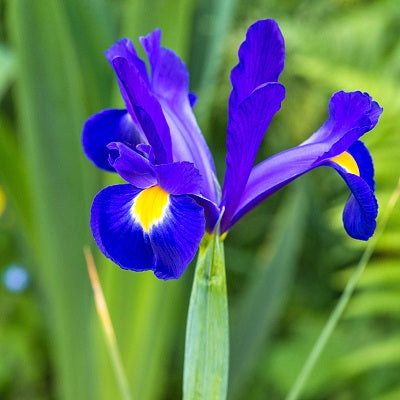 IRIS DUTCH BLUE MAGIC 7PK