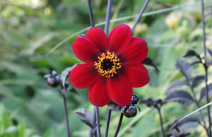 DAHLIA MYSTIC WONDER 1.5L