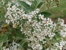 Load image into Gallery viewer, OLEARIA CHEESEMANII 2.0L
