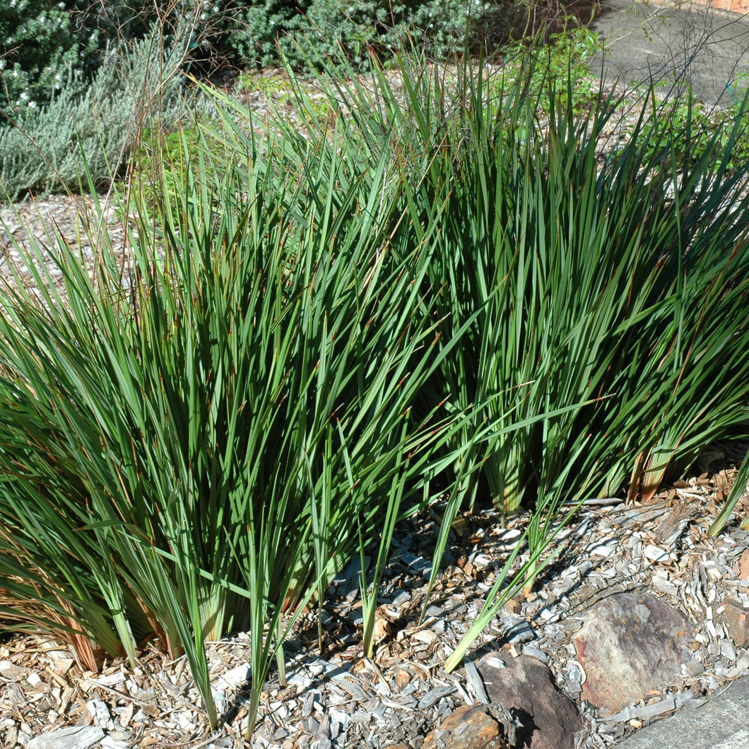 DIANELLA KENTLYN 1.5L