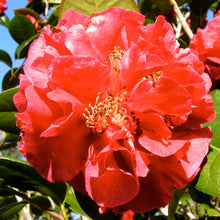Load image into Gallery viewer, CAMELLIA HYBRID DR CLIFFORD PARKES 4.0L
