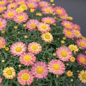 ARGYRANTHEMUM ANGELIC SWEETS 2.5L