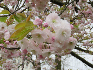 PRUNUS SERRULATA SHIMIDZU SAKURA 1.5M PB28