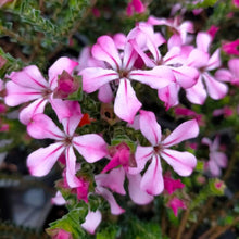 Load image into Gallery viewer, ACMADENIA PINK BUTTERFLIES 3.3L

