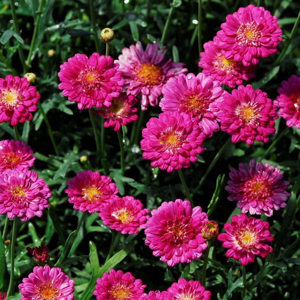 ARGYRANTHEMUM CHERRY HARMONY 1.5L