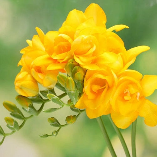 FREESIA DOUBLE GOLDEN WAVE 10PK