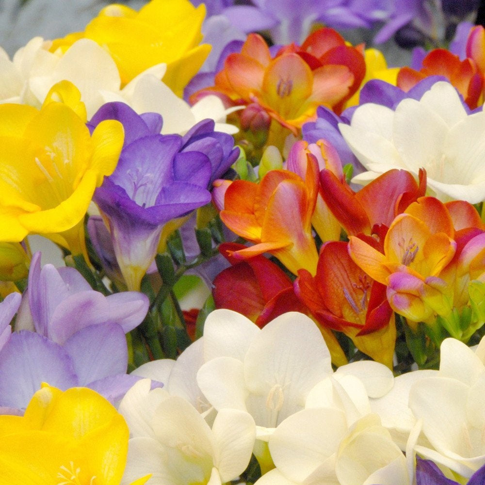 FREESIA SINGLE MIXED COLOURS 10PK