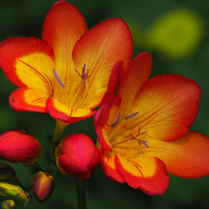 FREESIA SINGLE STOCKHOLM 10PK