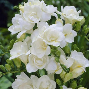 FREESIA DOUBLE VIENNA 10PK