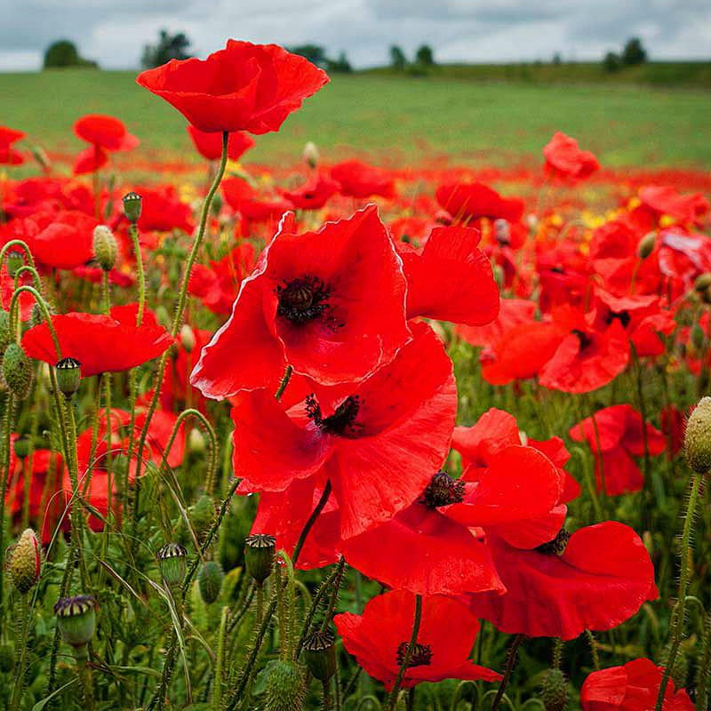 POPPY FLANDERS RED SEED