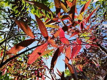 Load image into Gallery viewer, FRAXINUS OXYCARPA RAYWOODII CLARET ASH PB28
