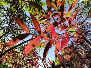 FRAXINUS OXYCARPA RAYWOODII CLARET ASH PB28