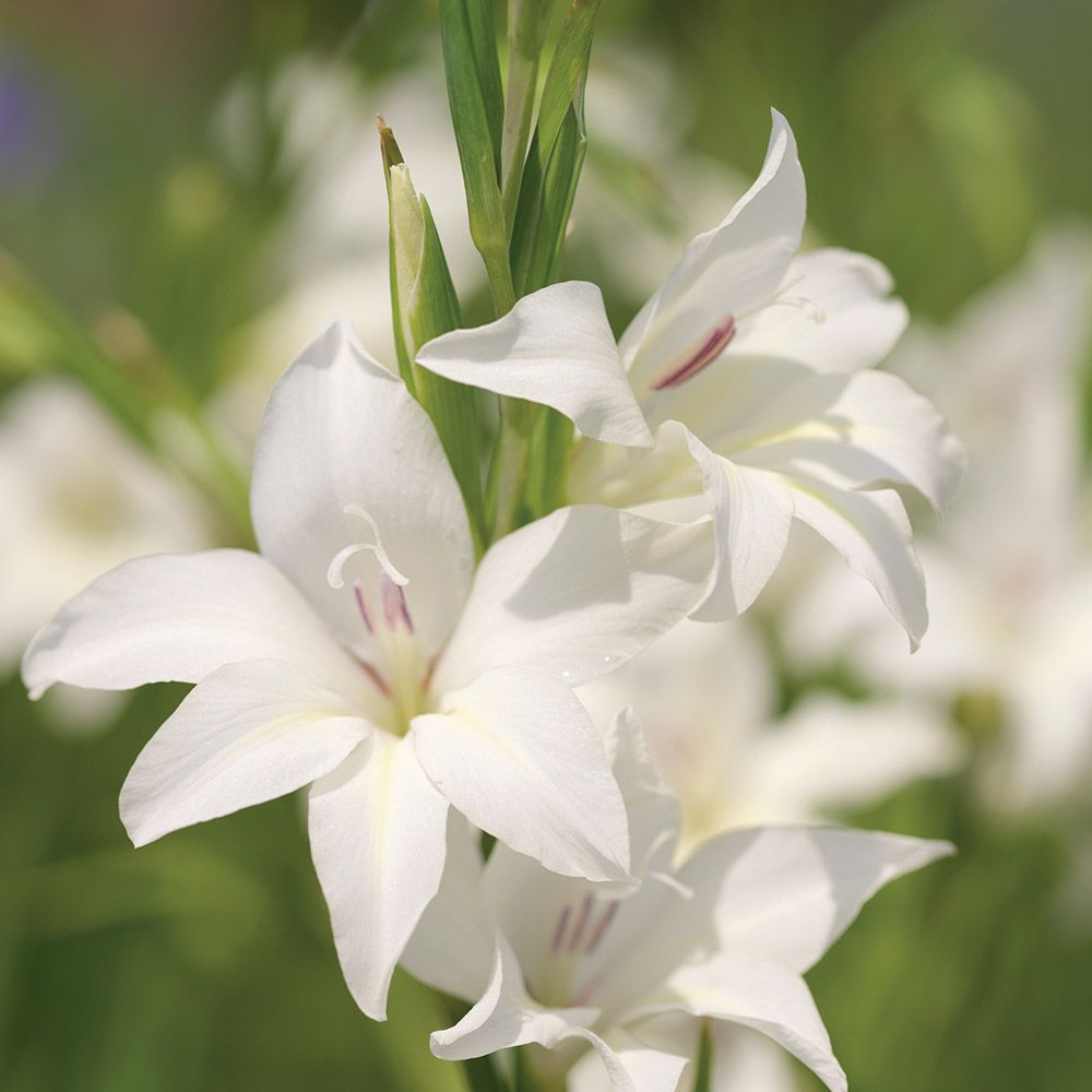 GLADIOLI NANUS ALBUS 7PK