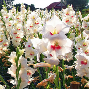 GLADIOLI NANUS CARINE 7PK