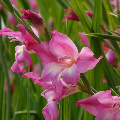 GLADIOLI NANUS CHARM 7PK