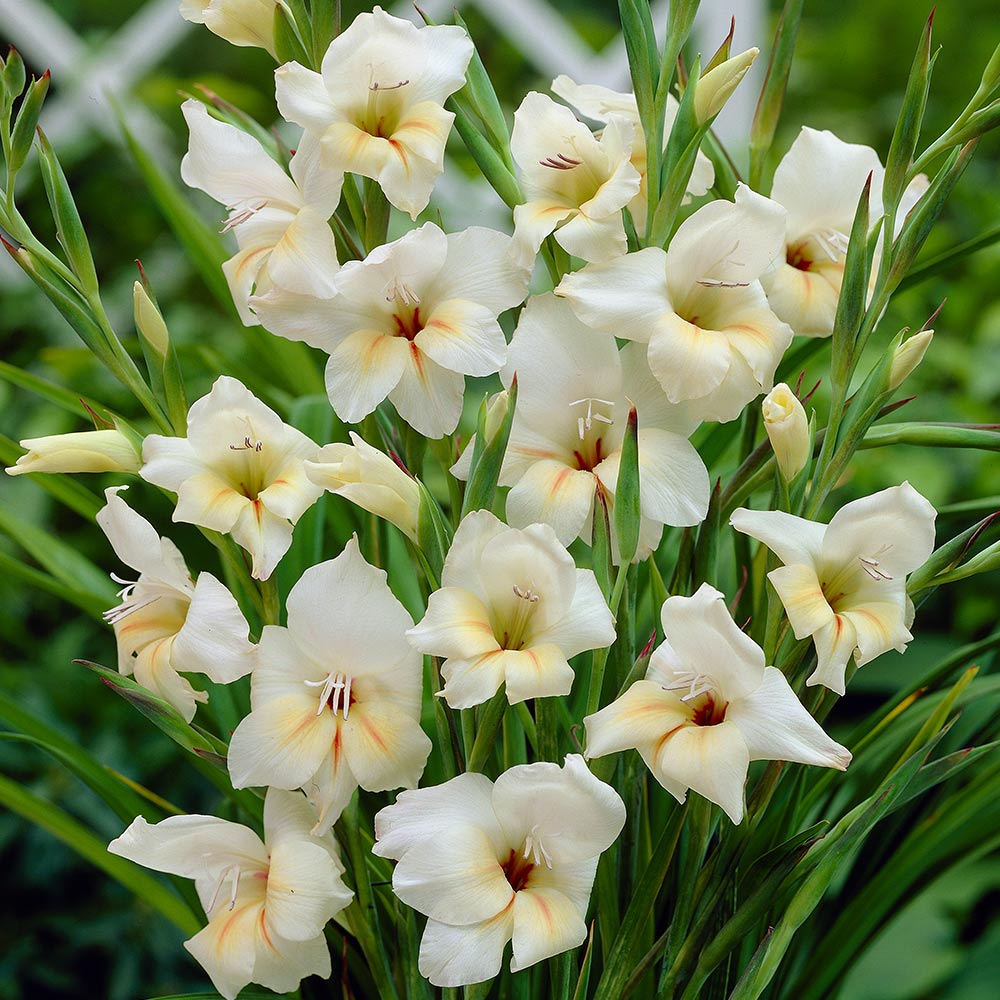 GLADIOLI NANUS HALLEY 7PK