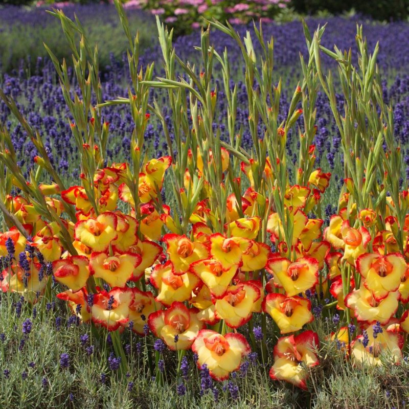 GLADIOLI NANUS LAS VEGAS 7PK