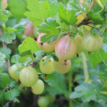 Load image into Gallery viewer, GOOSEBERRY FARMERS GLORY 2.5L
