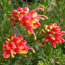 Load image into Gallery viewer, GREVILLEA FIREWORKS 2.5L
