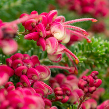 Load image into Gallery viewer, GREVILLEA DRUMMER BOY 2.5L
