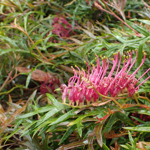 GREVILLEA GAUDI CHAUDI 2.5L