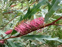 Load image into Gallery viewer, GREVILLEA BARKLYANA GULLY GREVILLEA 3.5L
