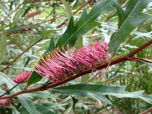 GREVILLEA BARKLYANA GULLY GREVILLEA 3.5L