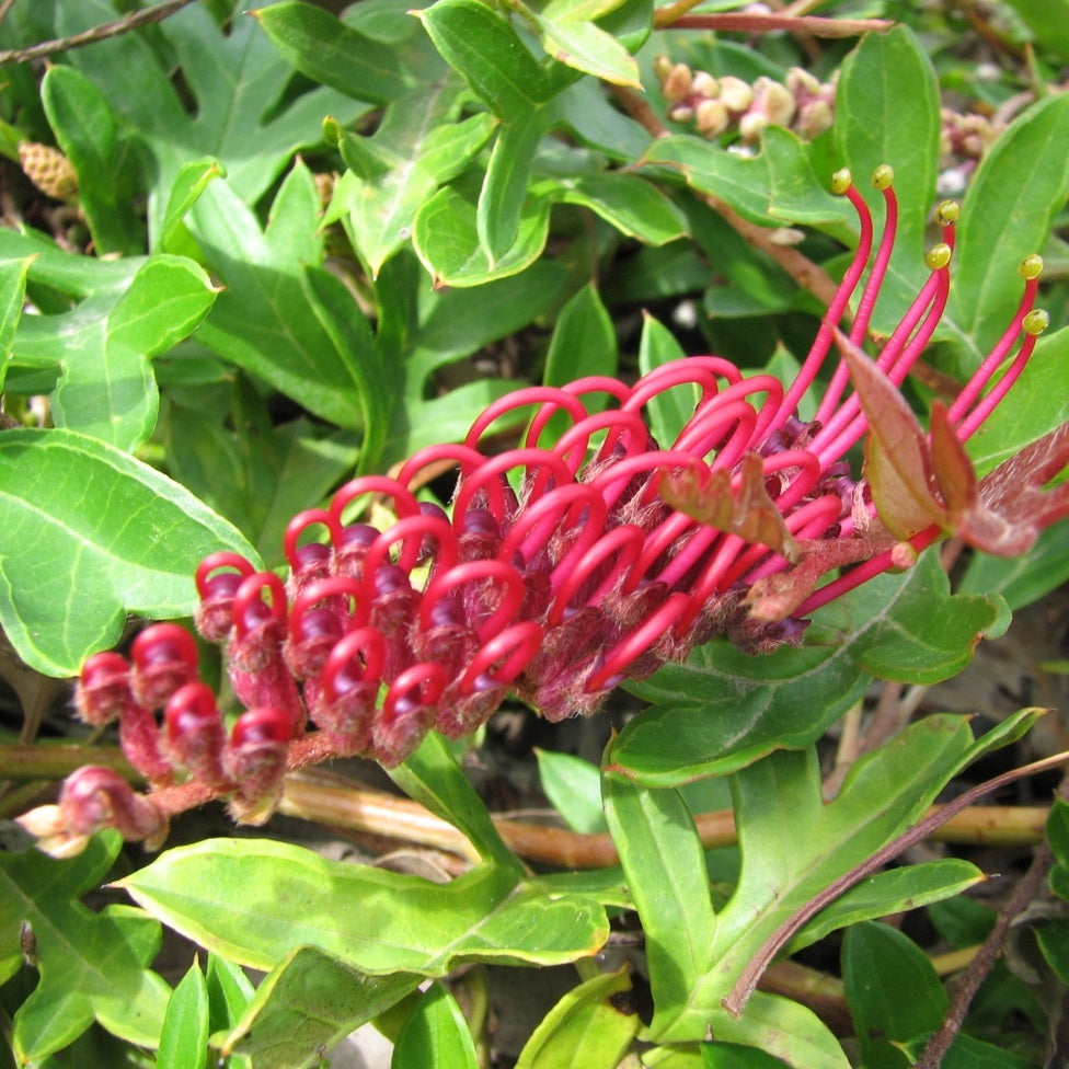 GREVILLEA GAUDI CHAUDI 2.5L