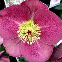 Load image into Gallery viewer, HELLEBORUS MARBLED ISABELLAS CHARM 17CM
