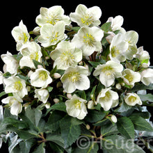 Load image into Gallery viewer, HELLEBORUS ERICSMITHII MARLON 2.4L
