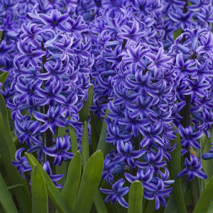 HYACINTH SINGLE BLUE JACKET 3PK