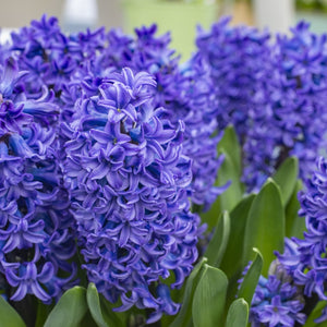 HYACINTH SINGLE BLUE STAR 3PK