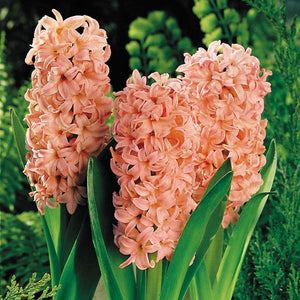 HYACINTH SINGLE GYPSY QUEEN 3PK