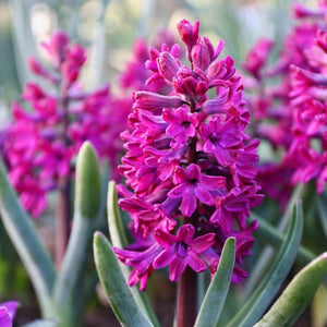 HYACINTH SINGLE WOODSTOCK 3PK